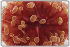 Branch Hammer Coral